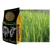 Brachiaria Mg5 Xaraes 5kg - Pastagem Resistente Foto mini  3