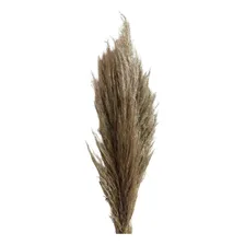 BuquĂȘ De Flores Secas Desidratadas Capim Pampas 5 Hastes Foto mini 1