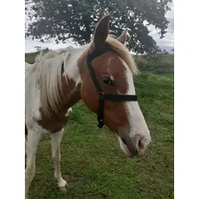 Cabresto De Cavalo Fita Comum Cor Rosa Foto mini 2
