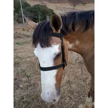 Cabresto De Cavalo Fita Comum Cor Rosa Foto mini 3
