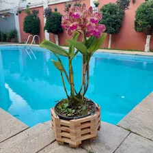 Cachepot Vaso De Madeira Octogonal Suporte Plantas Orquídeas Foto mini 4