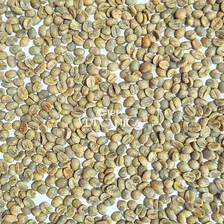 Café Arábica Grão Cru Região Vulcânica - Microlote 3kg Foto mini 3