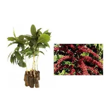 Café Arábica - Kit Com 15 Mudas - Prontas Para O Plantio Foto mini 1