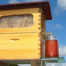 Caixa Abelha Melgueira P/ Honey Flow Langstroth Automática Foto mini 4