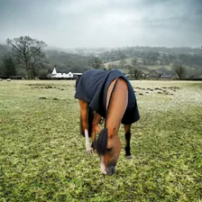 Capa Cavalo Térmica Inverno Impermeável Com Regulagem Foto mini 4