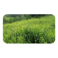 Capim Massai 3 Kg De Sementes Foto  mini 1