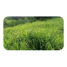 Capim Massai / Panicum Maximum - 15 Kg De Sementes Foto mini 1