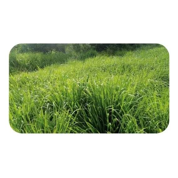 Capim Massai / Panicum Maximum - 15 Kg De Sementes Foto 1