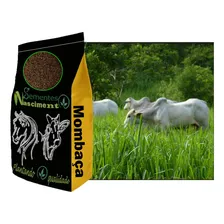 Capim Mombaça 20kg Resistente A Seca Vacas-cavalos-cabritos Foto mini 2
