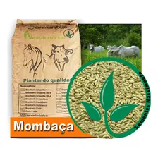 Capim Mombaça 20kg Resistente A Seca Vacas-cavalos-cabritos Foto mini 3