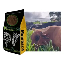 Capim Mombaça 20kg Resistente A Seca Vacas-cavalos-cabritos Foto mini 1