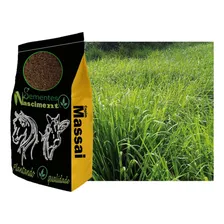 Capim Panicum Maximum Cv Massai 10kg - Até 2 Unidades Foto mini 1