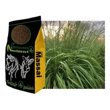 Capim Panicum Maximum Cv Massai 10kg - Até 2 Unidades Foto mini 3