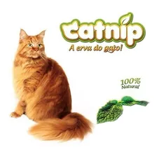 Cat Nip Catnip Erva Gato Natural Pet Ecolog 10 Gramas 1 Cx Foto mini  2