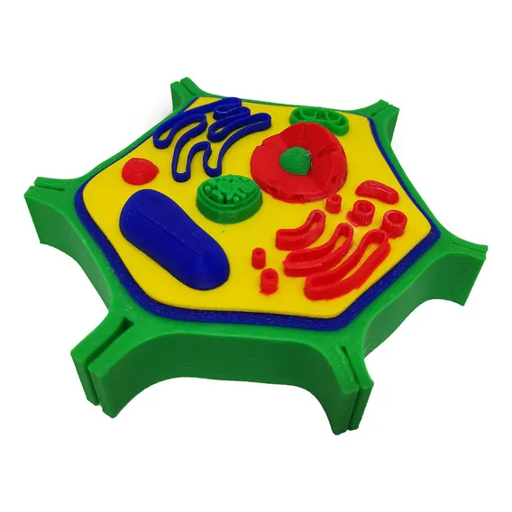 Célula Vegetal 14 Cm Impressão 3d Maquete Biologia Citologia Foto 1