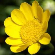 Chrysanthemum Multicaule Amarelo - 200mg = 160 Sementes Foto mini 1