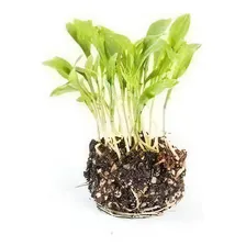 Coentro Verdão P/ Microverdes Microgreens 6g = 900 Sementes Foto  mini 1