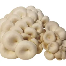 Cogumelo Shimeji Pacote De 1 Kg Foto  mini 1