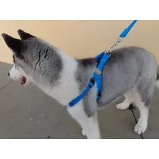 Coleira Cachorro Medio E Grande Peitoral Ajustável Foto mini 4