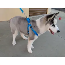 Coleira Cachorro Medio E Grande Peitoral Ajustável Foto mini  3