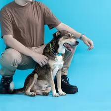 Coleira Cachorros Scooby-doo Freefaro Pingente Identificação Foto mini 4