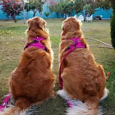Coleira Peitoral Cachorro Grande E Médio Anti-puxão Truelove Cor Rosa Tamanho da coleira GRANDE XL (81-107) Foto mini 2