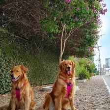Coleira Peitoral Cachorro Grande E Médio Anti-puxão Truelove Cor Rosa Tamanho da coleira GRANDE XL (81-107) Foto mini 3