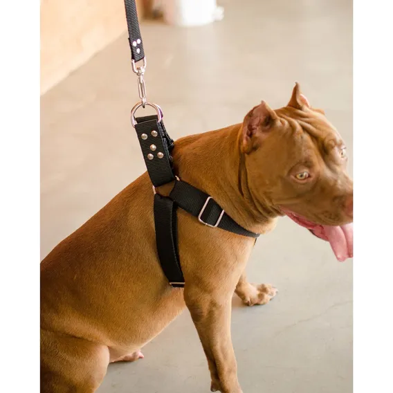 Coleira Peitoral Cachorro Guia Antipuxao Doberman Pit Bull Foto 1
