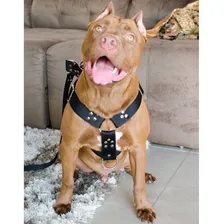 Coleira Peitoral Cachorro Guia Antipuxao Doberman Pit Bull Foto mini  3