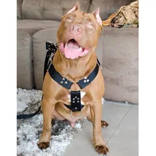 Coleira Peitoral Cachorro Guia Antipuxao Doberman Pit Bull Foto mini 1