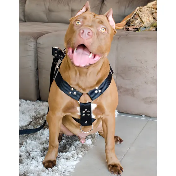 Coleira Peitoral Cachorro Guia Antipuxao Doberman Pit Bull Foto 1