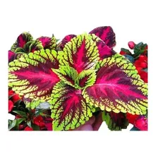 Coleus Arco Íris Sortido 0,15g -500 Sementes Aproximadamente Foto mini 3