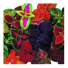 Coleus, Cretona, 15 Sementes, Flor,planta,nazareno,tapete Foto mini 2