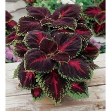 Coleus, Cretona, 15 Sementes, Flor,planta,nazareno,tapete Foto mini 3