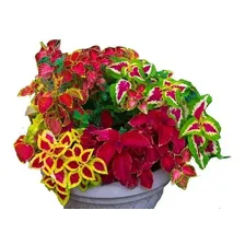 Coleus, Cretona, 15 Sementes, Flor,planta,nazareno,tapete Foto mini 1