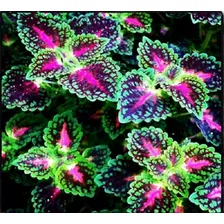 Coleus, Cretona, 15 Sementes, Flor,planta,nazareno,tapete Foto mini 4
