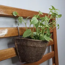 Combo 12 Meio Vaso De Parede Fibra De Coco NÂș12 P/ OrquĂdeas Cor Natural OrgĂąnico Foto mini 2