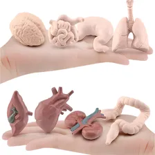 Conjunto Miniaturas Órgãos Corpo Humano Educativo Decoração Foto mini 3