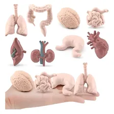 Conjunto Miniaturas Órgãos Corpo Humano Educativo Decoração Foto mini 2