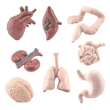 Conjunto Miniaturas Órgãos Corpo Humano Educativo Decoração Foto mini 1