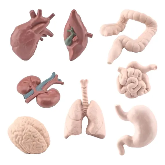 Conjunto Miniaturas Órgãos Corpo Humano Educativo Decoração Foto 1