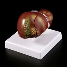 Corpo Humano Órgão Modelo Fígado Anatomia Foto mini  3