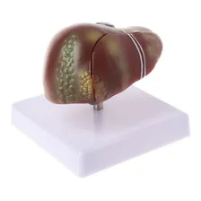 Corpo Humano Órgão Modelo Fígado Anatomia Foto  mini 1