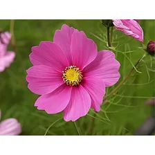 Cosmos De Jardim Sortido - 0,3g = 40 Sementes Aproximadament Foto mini 1