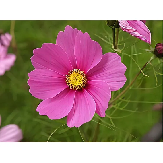 Cosmos De Jardim Sortido - 0,3g = 40 Sementes Aproximadament Foto 1