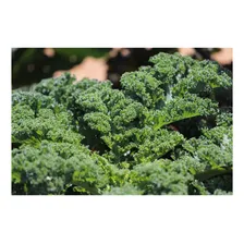 Couve Kale Arizona + Couve Kale California Foto mini 4