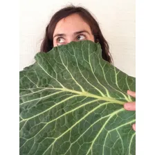 Couve Manteiga Gigante - 250 Sementes Para Mudas Foto mini 2