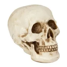 Cranio Caveira Resina Tamanho Real Anatomia Humana Decoração Cor Natural Foto mini 1