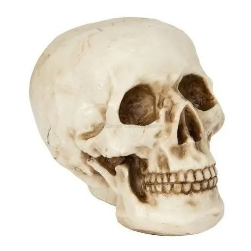 Cranio Caveira Resina Tamanho Real Anatomia Humana Decoração Cor Natural Foto 1