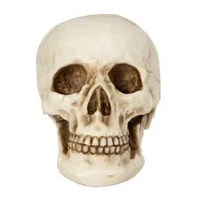 Cranio Caveira Resina Tamanho Real Anatomia Humana Decoração Cor Natural Foto mini 2